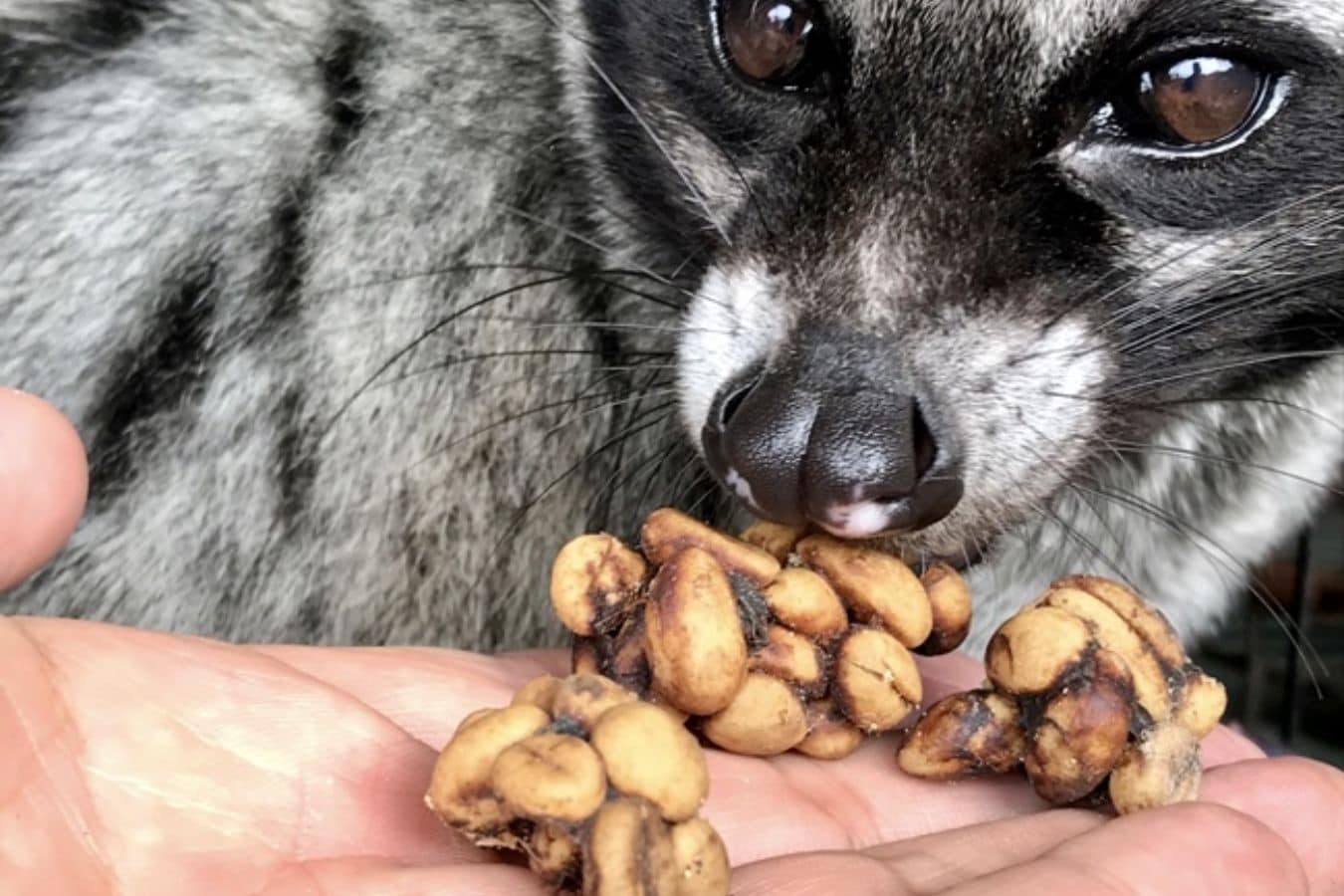 Ethical weasel coffee 